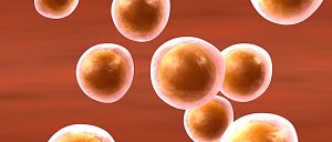 Clínica de donación óvulos Valencia